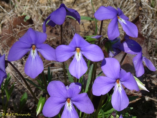 {Viola pedata}